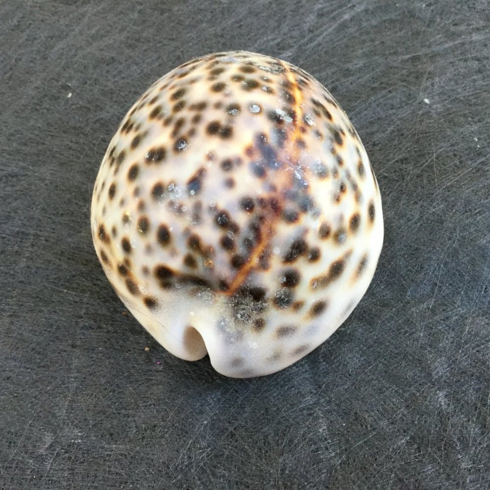 Natural Sea Shell - Picture 3 of 3
